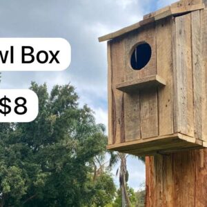 Owl Box